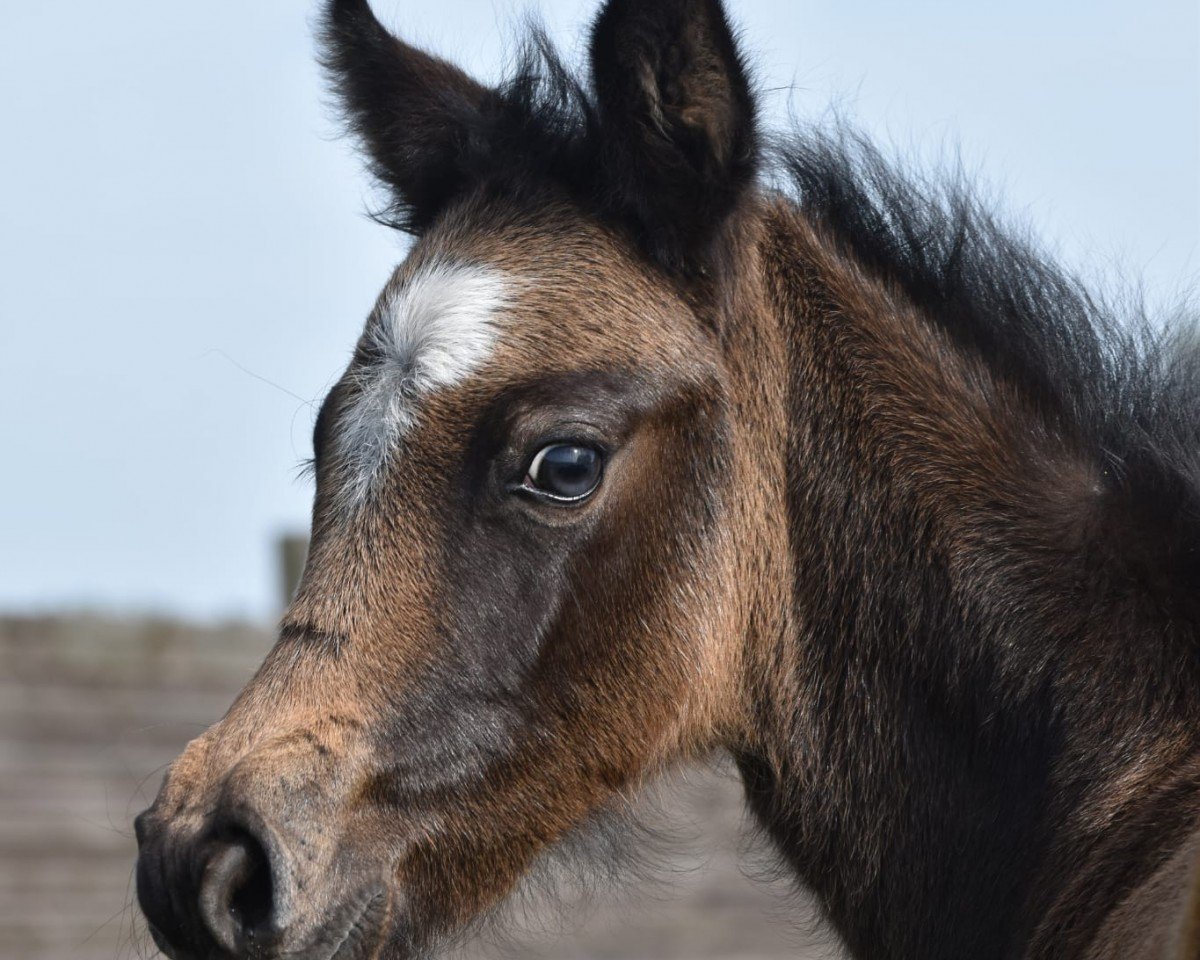 horse Chandri vom Derkingshof (German Riding Pony, 2024, from Cornetto KV)