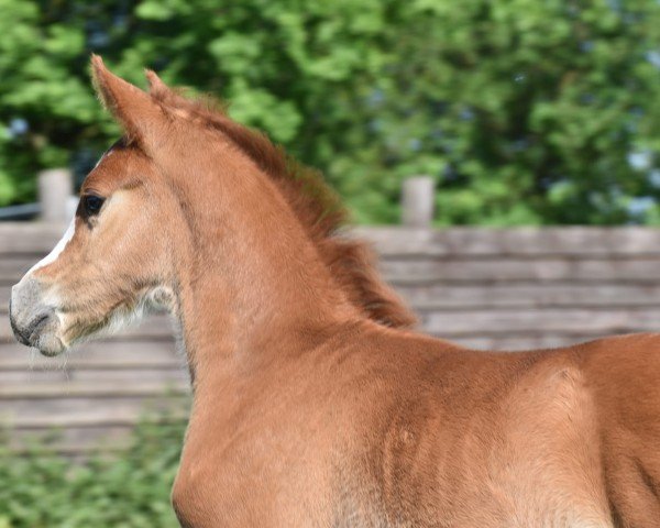 horse Cornetto's First Flame vom Derkingshof (German Riding Pony, 2024, from Cornetto KV)