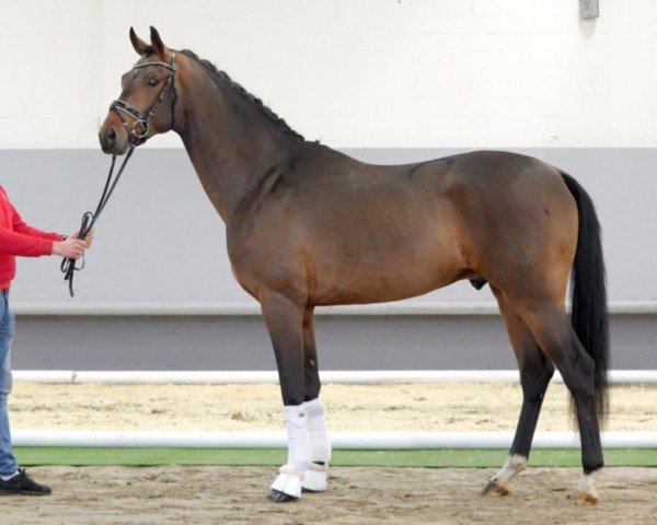 horse Florenz A (Hanoverian, 2018, from Fürstenball)