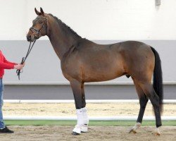 horse Florenz A (Hanoverian, 2018, from Fürstenball)