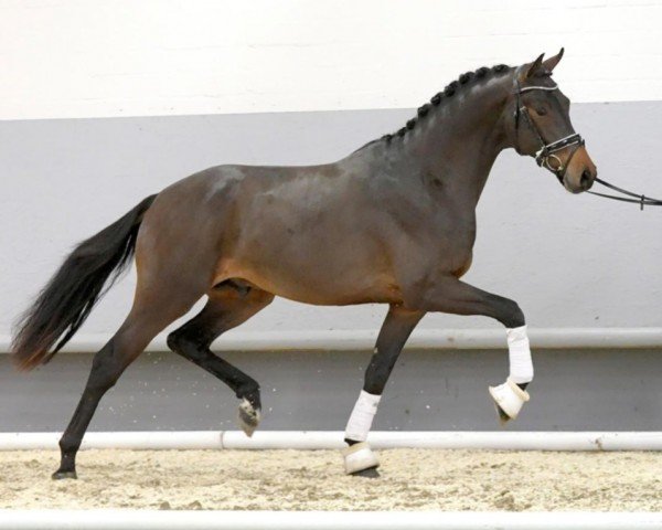 horse Fridolin XIV (Westphalian, 2018, from Ferdeaux)