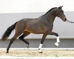 horse Fridolin XIV (Westphalian, 2018, from Ferdeaux)