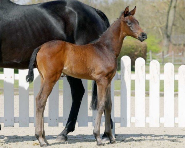 horse Fantastica (Westphalian, 2022, from Franziskus FRH)