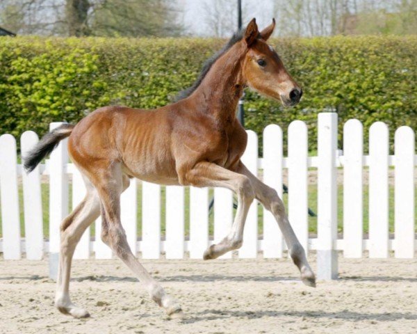 horse Zara Blue (Westphalian, 2022, from Zinedine)