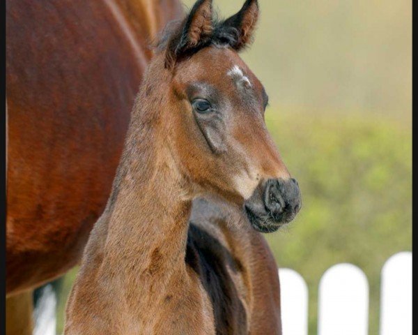 horse Comme il Blue (Westphalian, 2022, from Comme il Faut)