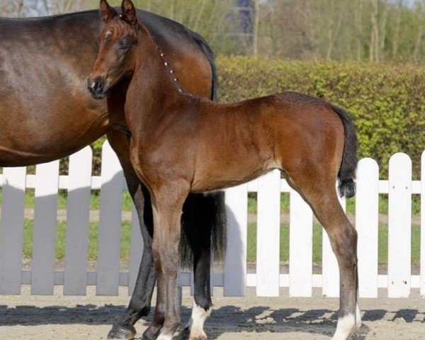 horse Top Sensation (Westphalian, 2022, from Selectric)