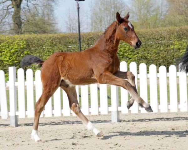 horse Connection (Westphalian, 2022, from Comme il Faut)