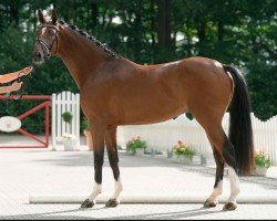 horse Beilissimo (Westphalian, 2017, from Belissimo NRW)