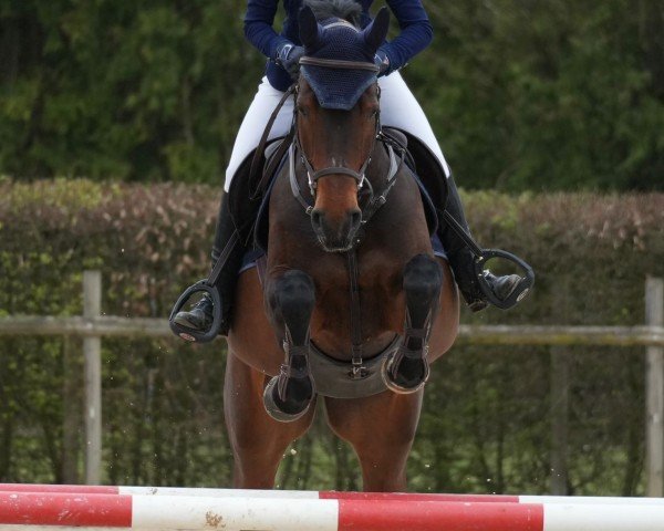 jumper Ostwind A (German Sport Horse, 2011, from Pikeur Crossfire)