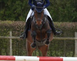 jumper Ostwind A (German Sport Horse, 2011, from Pikeur Crossfire)