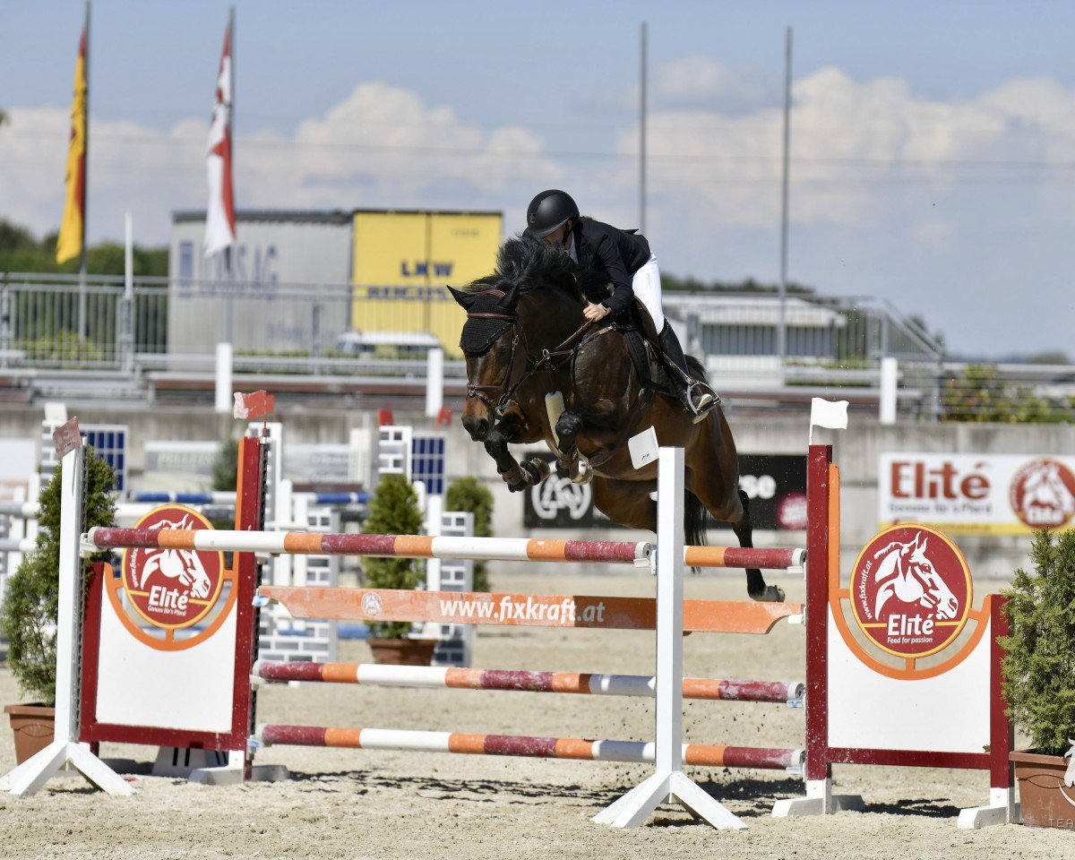 broodmare MISS UNDERCOVER EF (Oldenburg show jumper, 2011, from Conthargos)