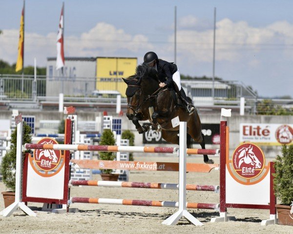 broodmare MISS UNDERCOVER EF (Oldenburg show jumper, 2011, from Conthargos)