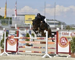broodmare MISS UNDERCOVER EF (Oldenburg show jumper, 2011, from Conthargos)
