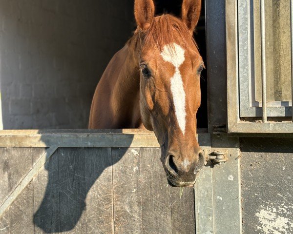 jumper La Tou (Oldenburg show jumper, 2017, from Emerald van 't Ruytershof)