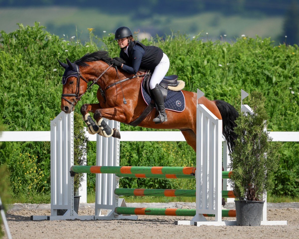 horse Intriguing Ileo (Westphalian, 2018, from I'm Special de Muze)