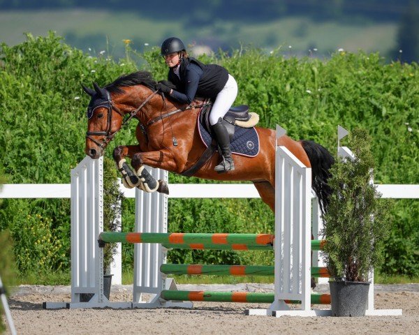 horse Intriguing Ileo (Westphalian, 2018, from I'm Special de Muze)