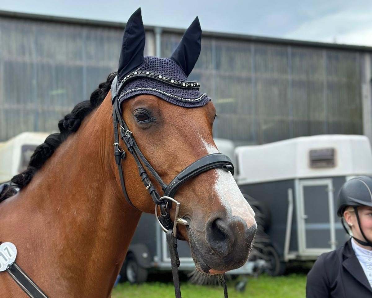 horse Chico Coherto (Oldenburg show jumper, 2012, from Capilano)