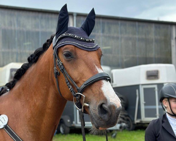 horse Chico Coherto (Oldenburg show jumper, 2012, from Capilano)