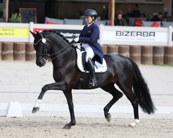 dressage horse Darleen (Westphalian, 2013, from Don Juan de Hus)
