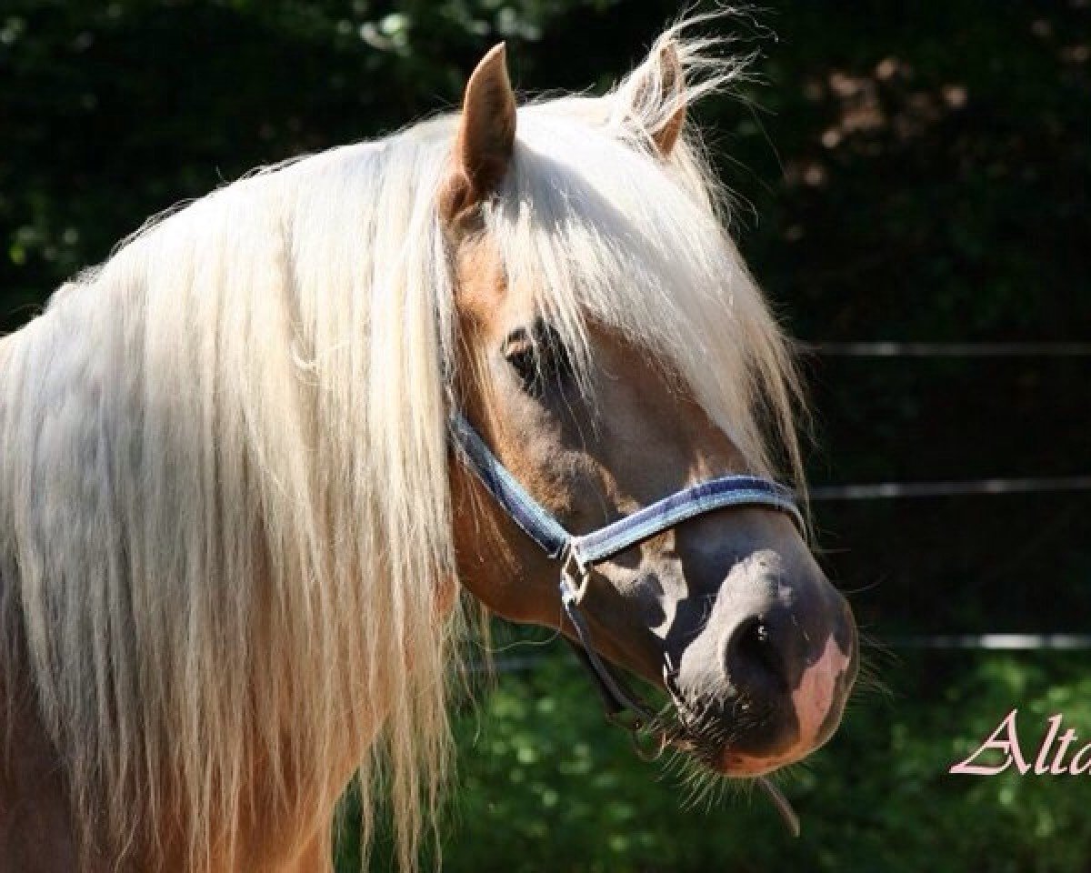 stallion Altan (Haflinger, 2000, from Alexander)