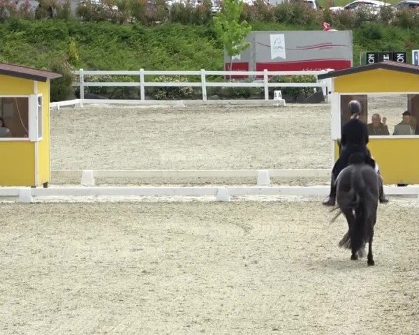 FEI Reitturnier St. Margarethen 2024