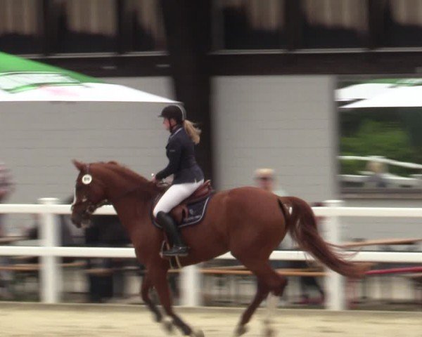Reitturnier Dortmund-Somborn 2024