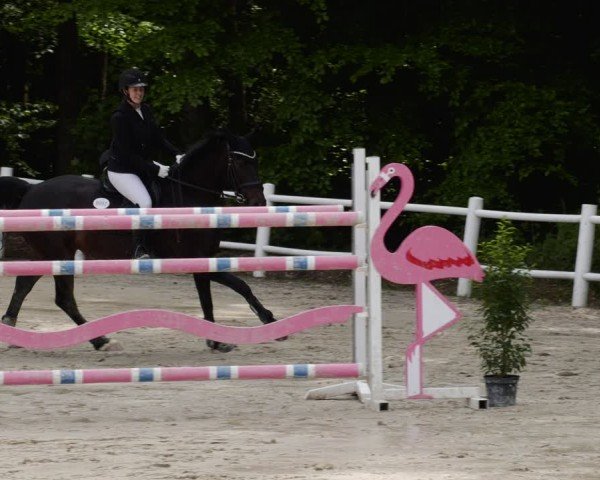 Reitturnier Losheim am See 2024