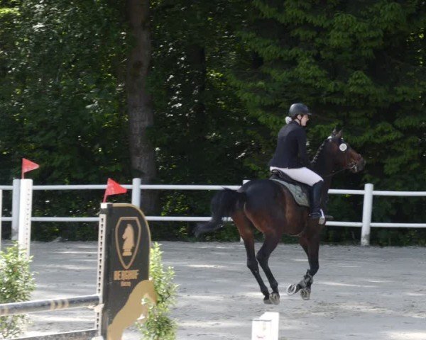 Reitturnier Losheim am See 2024