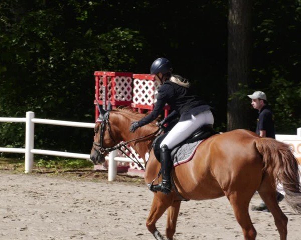 Reitturnier Losheim am See 2024