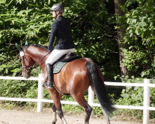 Reitturnier Losheim am See 2024