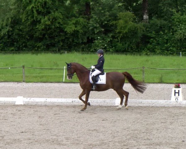 Reitturnier Gossau 2024