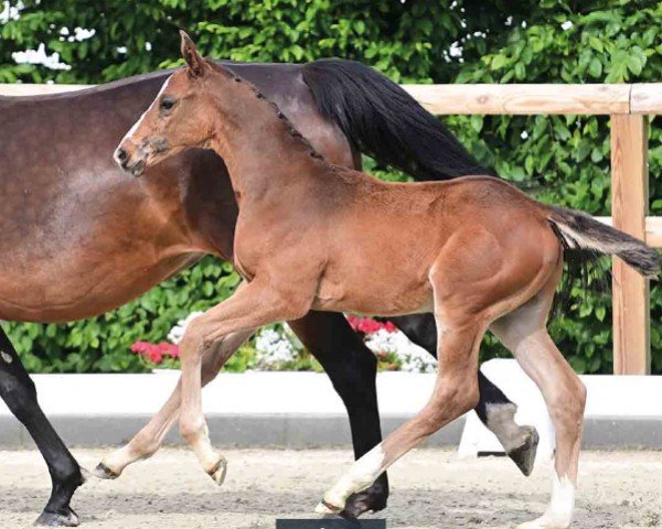 Pferd Calgary (Oldenburger Springpferd, 2024, von Casallco)