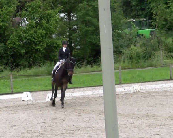 Reitturnier Gossau 2024