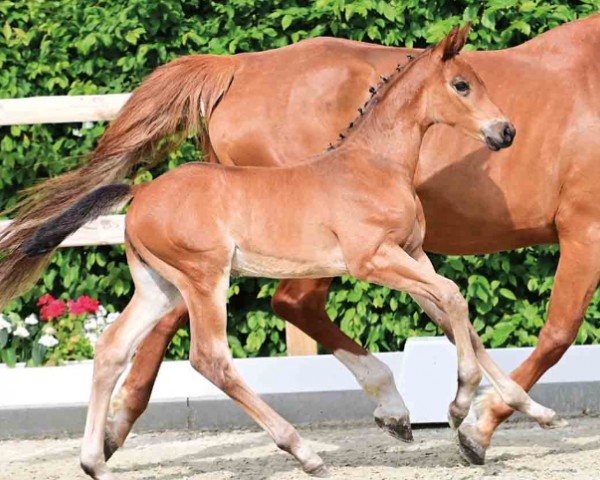 horse Eminem (Oldenburg show jumper, 2024, from Etoulon VDL)