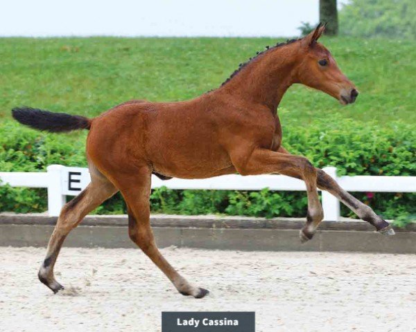 horse Lady Cassina (Oldenburg show jumper, 2024, from Casino Grande)