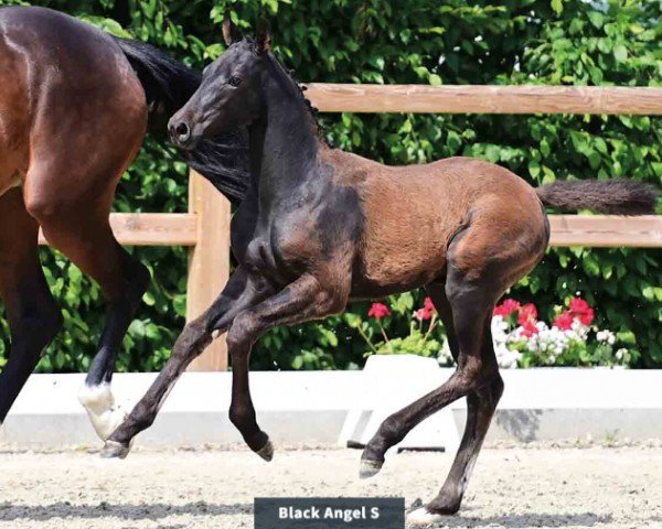 Pferd Black Angel S (Oldenburger Springpferd, 2024, von Continental Blue)