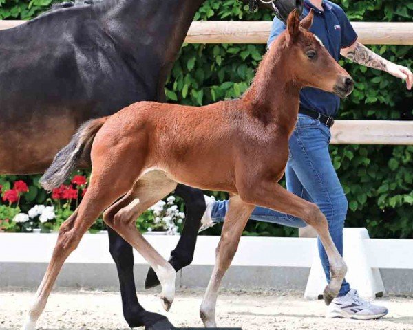 horse Venedig (Oldenburg, 2024, from Vitalos FRH)
