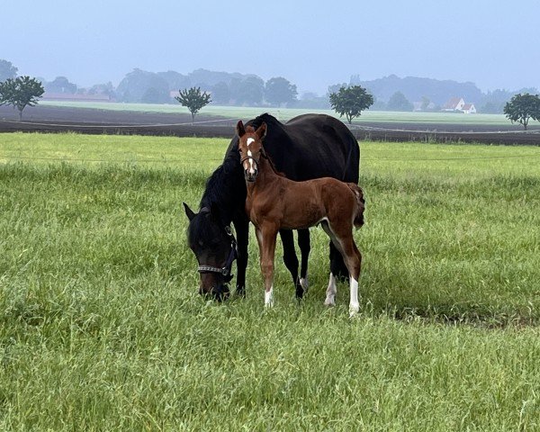 broodmare Philly vom Moorstein (German Riding Pony, 2024, from Dallmayr K)