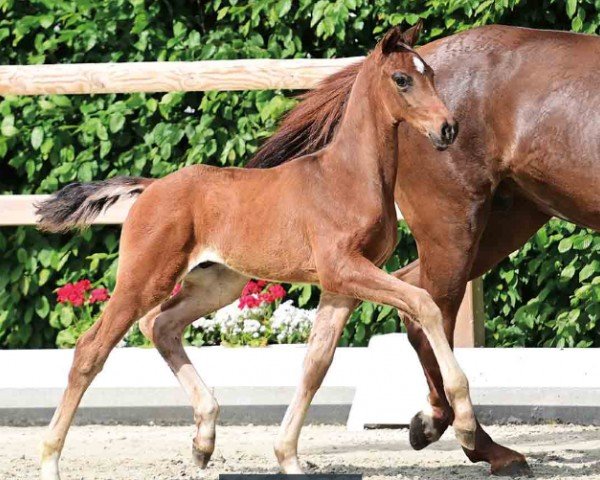 horse Drummer Boy (Oldenburg, 2024, from Dynamic Dream)