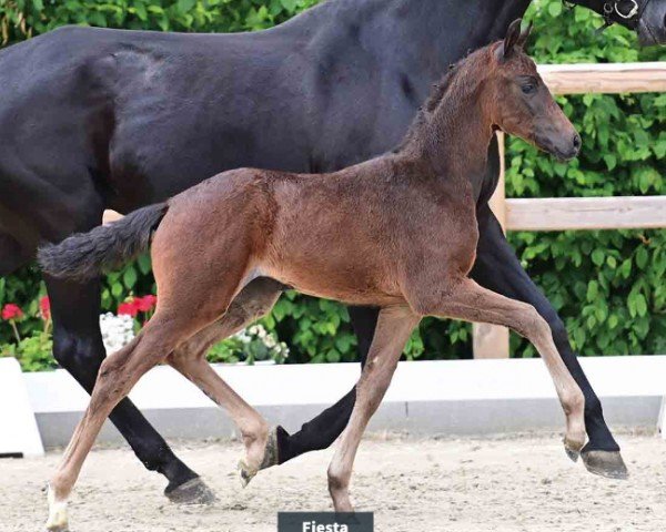 horse Fiesta (Oldenburg, 2024, from Federer)