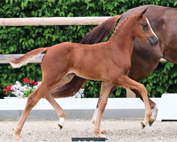 horse Bella Ciao (Oldenburg, 2024, from Bon Courage 4)
