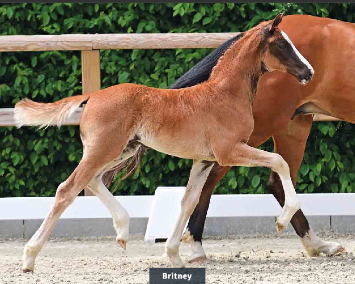 horse Britney (Oldenburg, 2024, from Bon Bolero OLD)