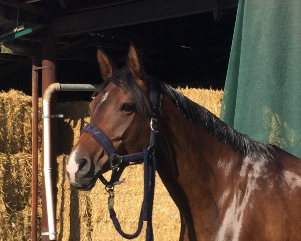 horse Blütenfee (Trakehner, 2012, from Prince Patmos)