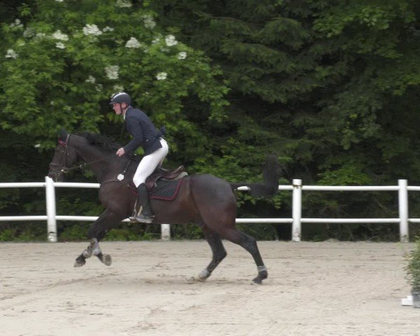 Reitturnier Losheim am See 2024