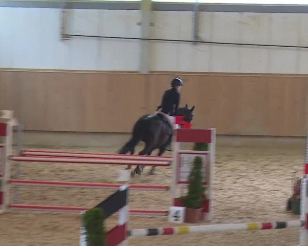 Reitturnier Münster/Ndb. 2024
