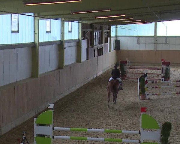Reitturnier Münster/Ndb. 2024
