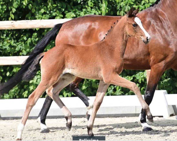 horse Belissima (Oldenburg, 2024, from Bon Bolero OLD)