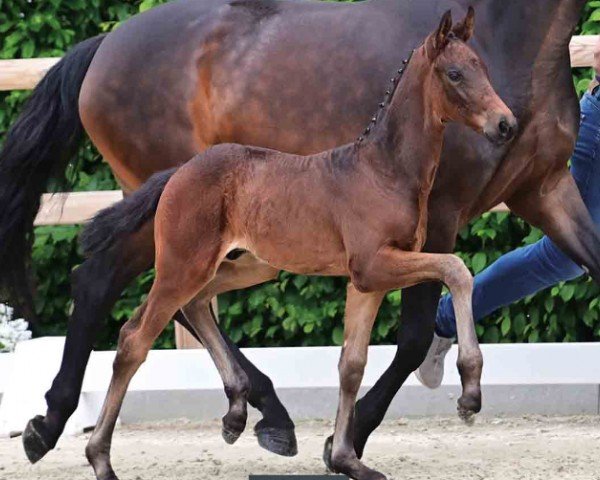 horse Famoso (Oldenburg, 2024, from Federer)