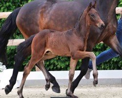 Pferd Famoso (Oldenburger, 2024, von Federer)