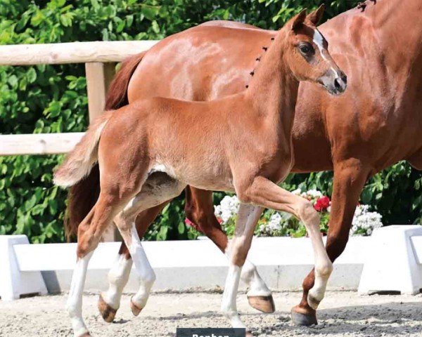 horse Bonbon (Oldenburg, 2024, from Bon Esprit)
